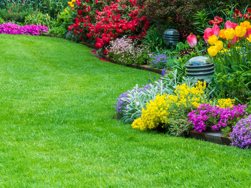 Rasen, Tulpen, Garten