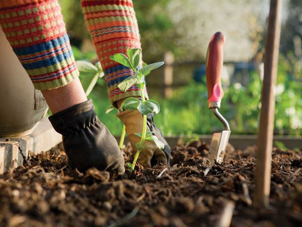lavori-del-mese-giardinaggio_NG1